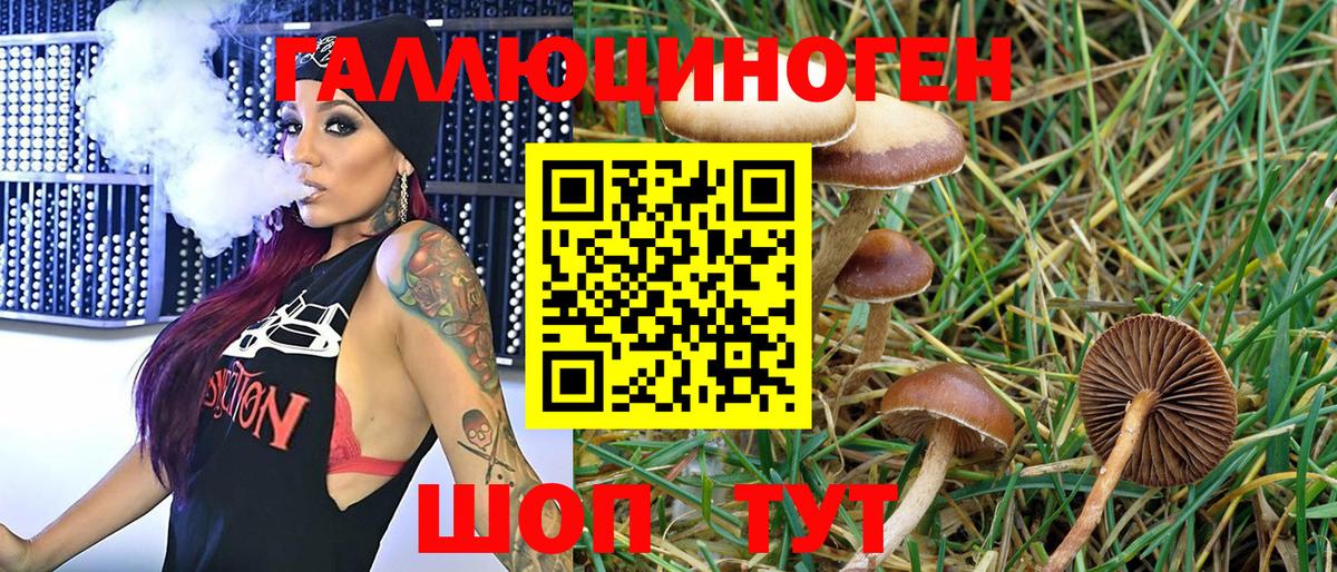 Галлюциногенные грибы Psilocybe Горячий Ключ